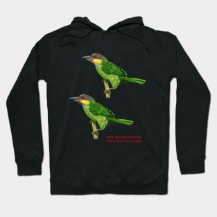 Gold-whiskered Barbet | Psilopogon chrysopogon ⚥ Hoodie